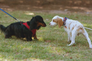 Le chien a peur des autres chiens