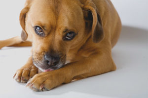 Chien léchant les pattes