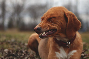 Cane che batte i denti