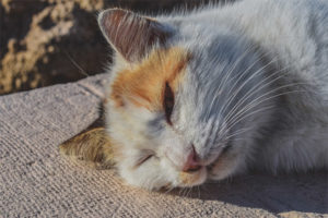 Golpe de calor en gatos