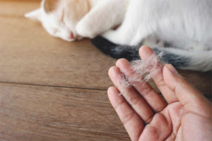 El pelo del gato se está cayendo