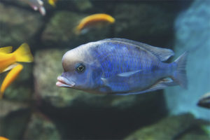 Peces de acuario con delfines azules