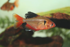 Pesci d'acquario minori