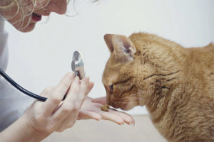 Allergia al cibo per gatti