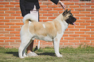 Akita americana