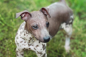 Terrier sin pelo americano