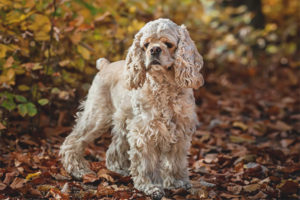 Spaniel pelawak Amerika