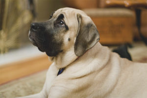 Mastiff anglais