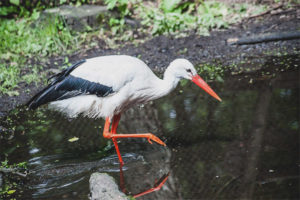 Cigogne blanche