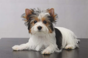 Yorkshire terrier di castoro