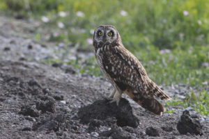 Buho de pantano