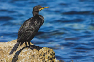 Gran cormorán