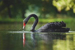 Cygne noir