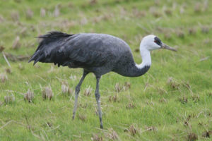 Grulla negra