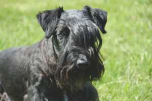 Terrier ceco