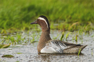 Cracker bleu canard