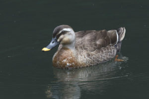 Canard colvert