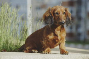 Dachshund berambut panjang