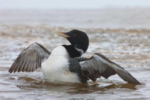 Plongeon huard