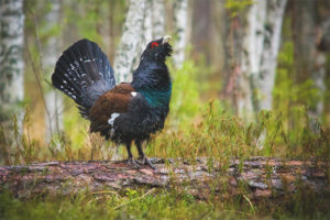 gallo cedrone