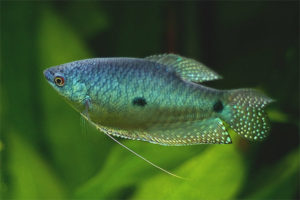 Gourami bleu