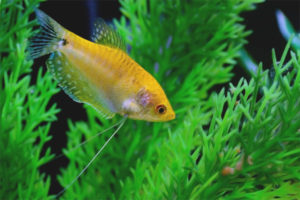 Gourami d'oro