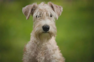 Terrier Wheaten Bersalut Lembut Ireland