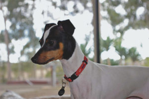 Terrier japonais