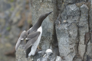 guillemot