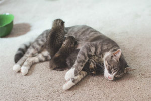 Cómo entender que un gato dio a luz a todos los gatitos