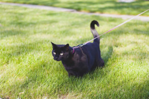 Cómo entrenar a un gato con una correa