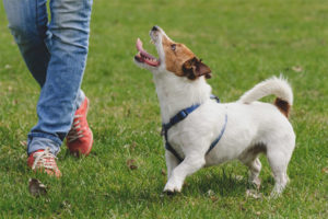 Come insegnare a un cane a camminare senza guinzaglio