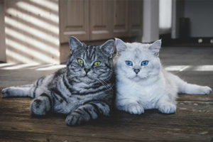 Qué raza de gatos elegir para un apartamento