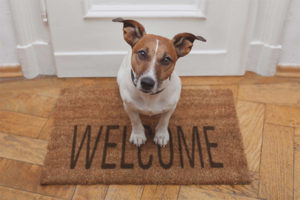 Qué raza de perro elegir para el apartamento