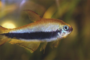 Tetra diraja