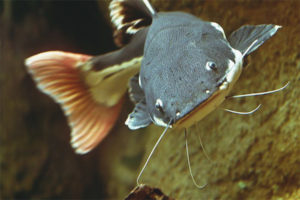 Poisson-chat à queue rouge