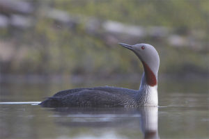 Loon de garganta roja