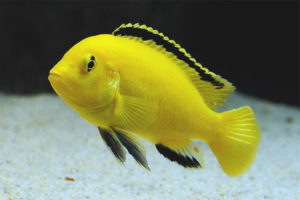 Labidochromis amarillo