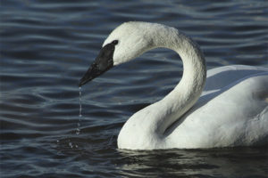 Cigno di trombettista