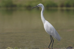 Garza Blanca