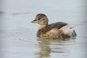 Grebe