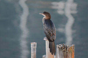 Cormorán