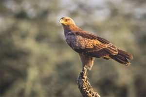 Petit aigle tacheté