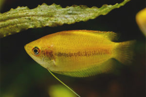 Gourami de miel