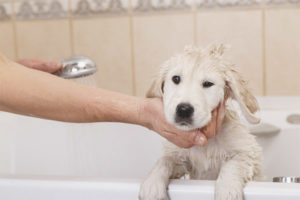 Can a dog be washed after vaccination?