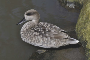 Sarcelle de marbre