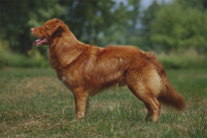 Perro perdiguero de Nueva Escocia