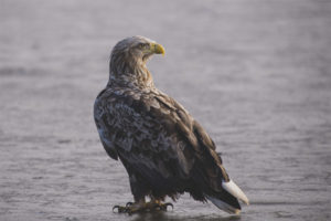 Aquila dalla coda bianca