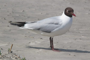 Mouette de lac