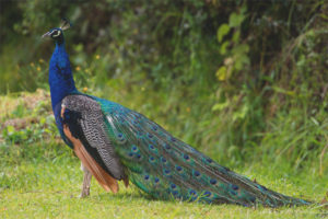 Pavo real ordinario